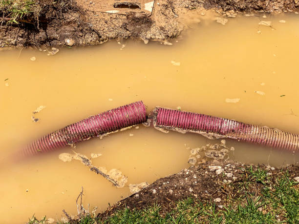 Best Carpet water damage restoration  in Lewiston, MN
